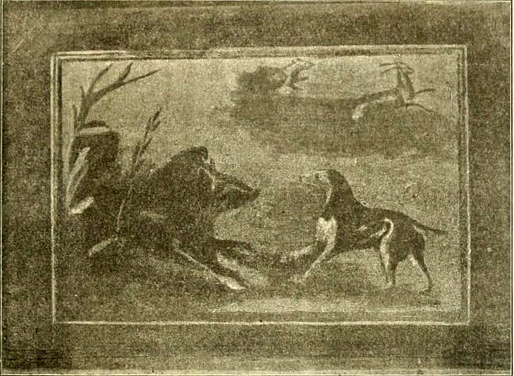 V.5.3 Pompeii. 1899. Room 7, north section of peristyle. 
Painting of hunt scene showing a boar facing a dog. In the background another dog chasing a deer.
See Notizie degli Scavi di Antichità, 1899, p. 349 fig. 9.
