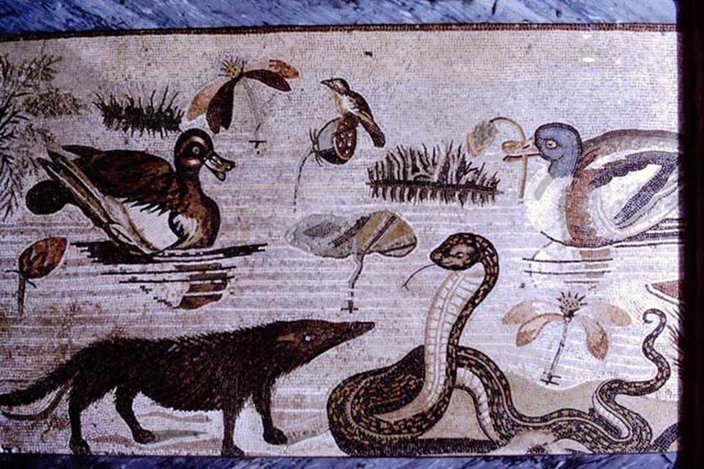 VI.12.2 Pompeii. 1968. Detail from mosaic of hippopotamus, crocodile, Ibis and other creatures of the Nile.  Photo by Stanley A. Jashemski.
Source: The Wilhelmina and Stanley A. Jashemski archive in the University of Maryland Library, Special Collections (See collection page) and made available under the Creative Commons Attribution-Non Commercial License v.4. See Licence and use details.
J68f0828

