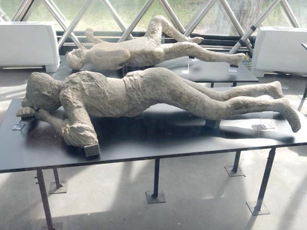 Pompeii. May 2018. Victim number 10 in front. Plaster-casts from exhibition kiosk near Amphitheatre entrance. 
Courtesy of Buzz Ferebee.
Cast of woman (Victim number 10) found on Via Stabiana. In front
According to Fiorelli’s description, the young woman was face down, with her head resting on her arms.
She was denuded in part of her clothing, except for some traces on her shoulders.
Her tresses were still visible with hair knotted behind her head.
She was found above the level of the Via Stabia at the north-eastern corner of VI.14, in 1875.
At the rear is the plaster-cast of a man found in the garden area of I.6.2.