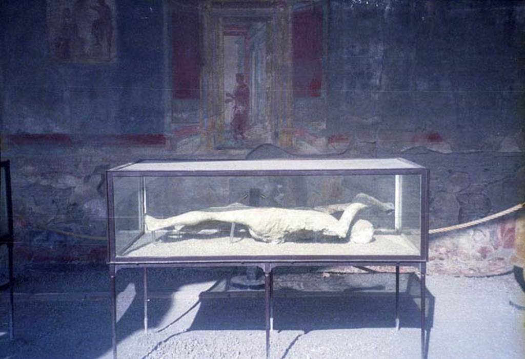 Victim 14. July 2011. Plaster cast of photographed in north-west corner of Macellum. 
Photo courtesy of Rick Bauer.
According to Dwyer, described as victim 15, this plaster cast was a woman of mature age.
She had been found lying face down on her stomach and half-clothed, her arms stretched before her.
See Dwyer, E., 2010. Pompeii’s Living Statues. Univ. of Michigan Press: (p.106-7)  
According to Garcia y Garcia, she was known as victim 14.
This victim was recovered from near the Porta Stabia on 11th October 1889.
She had fallen face down but was always displayed as if she was found lying on her back.
See Garcia y Garcia, L., 2006. Danni di guerra a Pompei. Rome: L’Erma di Bretschneider. (p. 193-4, Figg. 451-3).
DNA was extracted and histological collection from a fragment of the fourth distal phalanx from the right hand was made.
The victim, now numbered as 14, is now identified as an adult male of over 20 years of age.
The drapery of the robes stands out especially on the torso, while the texture of the fabric is legible on the buttocks and thighs.
See Osanna, N., Capurso, A., e Masseroli, S. M., 2021. I Calchi di Pompei da Giuseppe Fiorelli ad oggi: Studi e Ricerche del PAP 46, p.348-9, calco n. 14.
Near them were found the impressions of some trees, one of which it was possible to cast. Its height is 3.40m, and the diameter of the trunk is about 0.40m. 
See Notizie degli Scavi di Antichità, 1889 (p. 369 and p. 407)
It proved to be a laurel which bears round fruit in the autumn, adding weight to Ruggiero’s (and Fiorelli’s) conviction that the volcano had erupted on 23rd November and not 24th August.
See Dwyer, E., 2010. Pompeii’s Living Statues. Univ. of Michigan Press: (p.106)