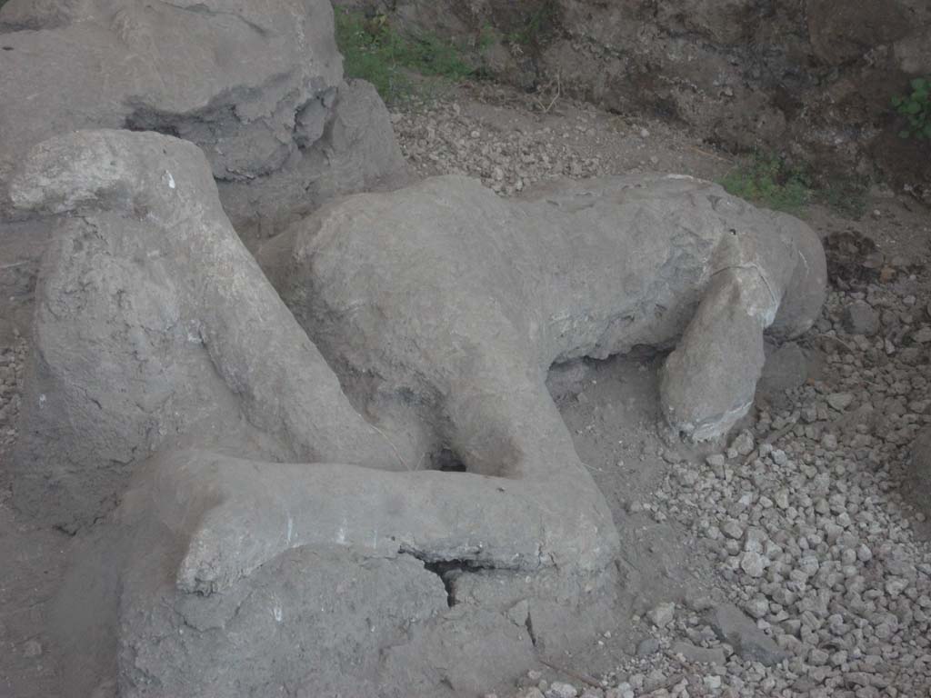 Victim 35. I.21.6 Pompeii. May 2010. Front view of plaster cast of body.