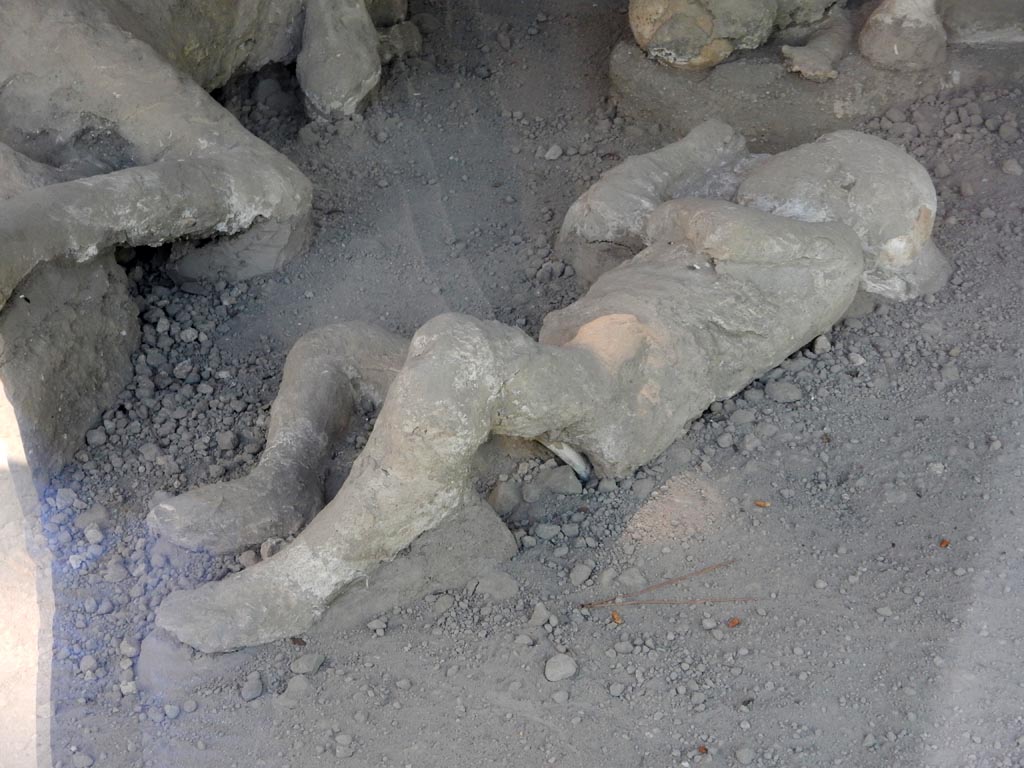 I.21.6 Pompeii. May 2016. Detail of a plaster cast of victim 37. Photo courtesy of Buzz Ferebee.
Victim 37 is a child of less than 6 years of age.
There appears to be drapery on the abdomen and left arm.
The body was found between the 17th and 22nd of April at about 17.9m from the southern wall and approximately 1m from the eastern wall.
Victim 37 was found aligned with victims 36 and 38.
See Osanna, N., Capurso, A., e Masseroli, S. M., 2021. I Calchi di Pompei da Giuseppe Fiorelli ad oggi: Studi e Ricerche del PAP 46, p. 408-410, Calco n. 37.