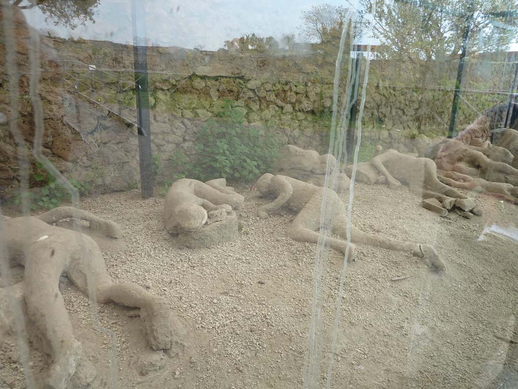 I.21.6 Pompeii. May 2010. Plaster casts of impressions of bodies. Centre left victim 46, centre right victim 47.
