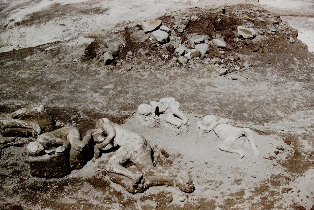 1.21.6 Pompeii. 1961. The fugitives emerge. Victims 46, 47, 36 and 37. Photo by Stanley A. Jashemski.
Source: The Wilhelmina and Stanley A. Jashemski archive in the University of Maryland Library, Special Collections (See collection page) and made available under the Creative Commons Attribution-Non-Commercial License v.4. See Licence and use details.
J61f0478