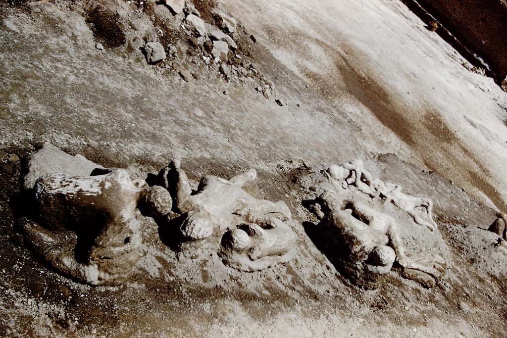 1.21.6 Pompeii. 1961. The fugitives emerge. Victims 43, 45, 44, 46, 47, 36, 37. Photo by Stanley A. Jashemski.
Source: The Wilhelmina and Stanley A. Jashemski archive in the University of Maryland Library, Special Collections (See collection page) and made available under the Creative Commons Attribution-Non-Commercial License v.4. See Licence and use details.
J61f0477