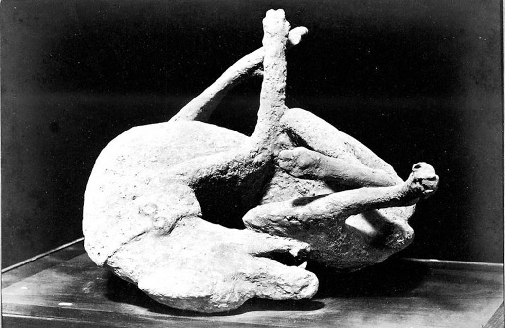 VIII.1.4 Pompeii Antiquarium. About 1875-1880. Cast of watch dog (Victim number 8). 
Photo courtesy of Rick Bauer.