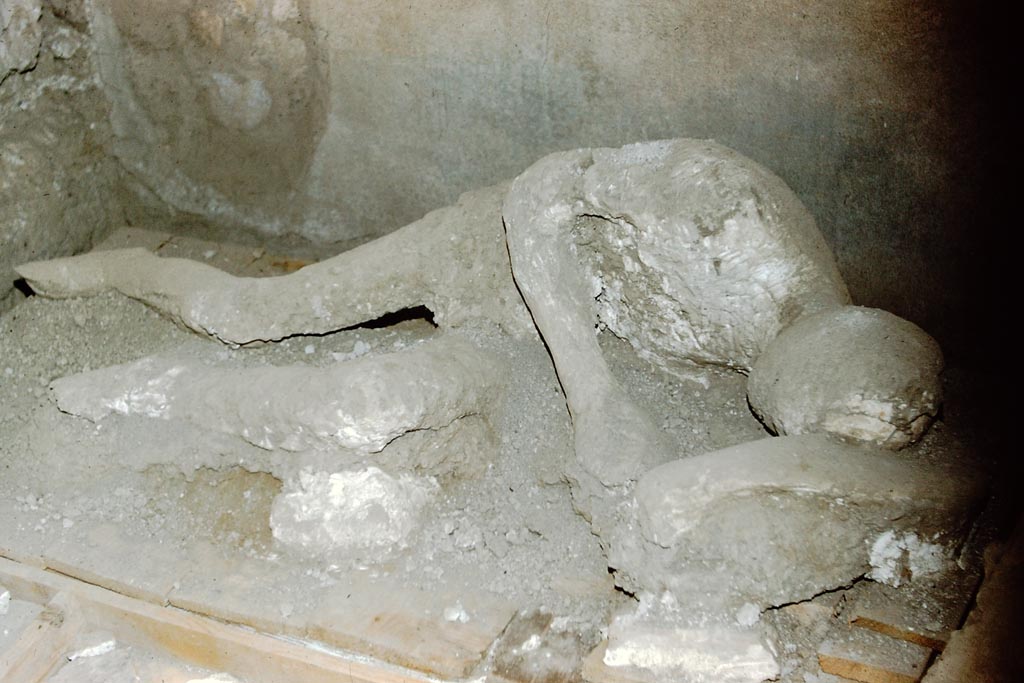 V.3.2 Pompeii. 1902. Possible victim number 3. 1959. Plaster cast of Calco G. Photo by Stanley A. Jashemski.
The Jashemski record says that this photo was taken in I.8.17 in 1959, but this victim most probably did not come from this house.
Source: The Wilhelmina and Stanley A. Jashemski archive in the University of Maryland Library, Special Collections (See collection page) and made available under the Creative Commons Attribution-Non Commercial License v.4. See Licence and use details.
J59f0326  
Of Calco G there are only photographs. The cast is missing.
There is no record of the find date or location.
As the Jashemski photo is dated 1959 it is too early to be from the Garden of the Fugitives which was excavated in 1961.
There is therefore the remote hypothesis that - as for casts 84 and 85 - the cast is the third found in 1902, during the excavation of a taberna (V.3.2), which turned out to be an almost complete cast (although considered unclear). In this case the cast would have been brought to the casa dei Quattro Stili following the excavation of the latter (1937-38).
See Osanna, N., Capurso, A., e Masseroli, S. M., 2021. I Calchi di Pompei da Giuseppe Fiorelli ad oggi: Studi e Ricerche del PAP 46, p. 555, Calco G.
Paribeni in NdS 1902, records: In fact, on the following 10th June only the cast of an arm with the upper part of the chest and the head emerged from a skeleton; of another, a portion of the trunk, and of a third, the almost complete cast. All these casts, however, due to the void being occupied in many places by lapilli, were very unclear and such that no value could be attributed to them.
See Notizie degli Scavi di Antichità, 1902, p. 379.
