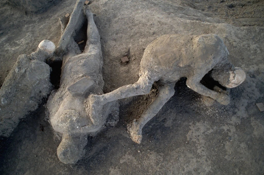 Victim 74 left, victim 75 right, and victim 76 centre.
Victim 74 was an adult female over 20 years of age.
On the torso, arms and back of the thighs, the imprints of a cloth garment can be seen.
See Osanna, N., Capurso, A., e Masseroli, S. M., 2021. I Calchi di Pompei da Giuseppe Fiorelli ad oggi: Studi e Ricerche del PAP 46, p. 492, Calco n. 74.
Victim 75 was an adult female, probably senile.
A heavy robe, perhaps a cloak, is clearly visible on the victim's torso and legs, above the knees.
See Osanna, N., Capurso, A., e Masseroli, S. M., 2021. I Calchi di Pompei da Giuseppe Fiorelli ad oggi: Studi e Ricerche del PAP 46, p. 494-5, Calco n. 75.
Victim 76 was an adult male over 20 years of age.
On the bust we can distinguish the imprints of the clothes, under the left foot we can see the nails from the sole of a shoe.
See Osanna, N., Capurso, A., e Masseroli, S. M., 2021. I Calchi di Pompei da Giuseppe Fiorelli ad oggi: Studi e Ricerche del PAP 46, p. 496-7, Calco n. 76.