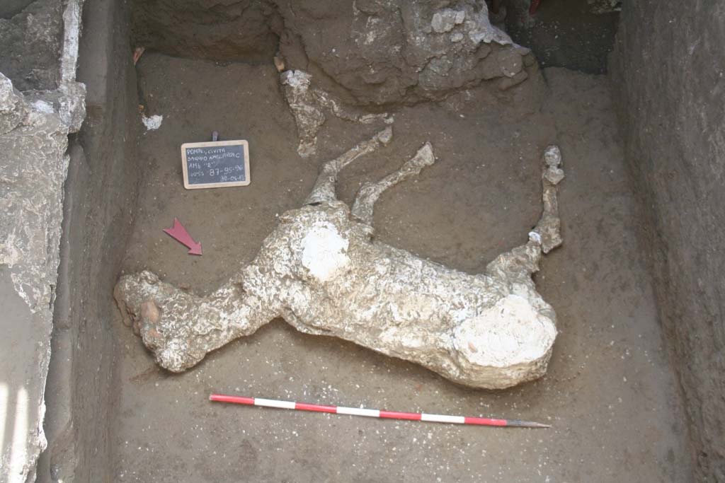 Victim 91. January 2018. Plaster cast of the horse of loc. Cività Giuliana. The animal rests on the ground on its left side, with the right side visible. 
The hind limbs seem to have been disturbed by the activities of the grave robbers who have targeted the area in recent times.
The visible skeletal remains of the animal show good ossification, indicating an adult individual. The radiological examination of the skeleton will be able to yield more precise information in this regard, and also supply information on the osteological health of the animal (eg. skeletal pathology).
Identification of a species is currently not completely certain. From a preliminary analysis based on the morphology of the outline, proportions and height at the withers (the measurement from the shoulder - scapula - to the ground), it seems probable that the discovered equid is a horse (Equus caballus).
Vittima 91. Gennaio 2018. Calco in gesso del cavallo di loc. Civita Giuliana. L'animale poggia sul suolo con il fianco sinistro e mostra allo sguardo quello destro. Gli arti posteriori sembrano sconvolti dalle attività dei tombaroli che hanno interessato l'area in tempi recenti.
I resti scheletrici visibili dell'animale mostrano una buona ossificazione riconducibile ad un individuo adulto. L'esame radiologico dello scheletro potrà restituire dati più precisi al riguardo ed anche fornire informazioni sullo stato di salute osteologica dell'animale (es. patologie scheletriche).
L'attribuzione alla specie non è al momento del tutto certa. Da un'analisi preliminare basata su morfologia della sagoma, proporzioni e altezza al garrese (la misura dalla spalla -scapola- a terra) sembra probabile che l'equide ritrovato sia un cavallo (Equus caballus).
Photograph © Parco Archeologico di Pompei.