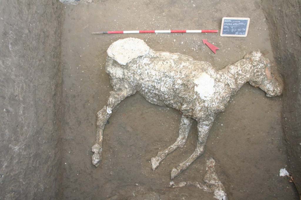 Victim 91. January 2018. Plaster cast of the horse of loc. Cività Giuliana. Calco in gesso del cavallo di loc. Civita Giuliana. 
The animal displays a height at the withers of approx. 150 cm. One must bear in mind that ancient horses were probably smaller compared to those alive today. It is all the more remarkable, therefore, that the Cività Giuliana horse exhibits dimensions which were considerable for the time, which could suggest the existence of selectively bred individuals in the area of Pompeii in AD 79.
In addition, the horse exhibits an iron harness with small bronze studs in the skull area. This presence could attest to the value and role of this animal.
Other remains of equids have been identified in the area of the 'thunder' collapse, whose collapse itself could have been caused by the presence of a significant number of cavities in the sediment, corresponding to the animal carcasses.
Columella (De Re Rustica, VI, 27) reports that "equine livestock was divided into three categories. There was a more noble breed, which lent the horse well to circus games and races; then there were mules which, for the benefits gained from their offspring, could be compared to the noble breed; and finally, to speak of the least precious of all, the vulgar breed should be mentioned, which produced mediocre males and females".
The Cività Giuliana horse must have belonged to the 'noblest breed'. It was an indicator of the wealth of its owner due to its imposing size, likely the result of careful breeding, and to the precious harness in iron and bronze. This horse must have been a symbolic animal, which unfortunately, despite its high symbolic value, suffered the same fate as many other equids present in the numerous stables (e.g. equids of the Chaste Lovers) which were widespread in Pompeii and the extra-urban villas at the time of the eruption in AD79.
Vittima 81. Gennaio 2018. L'animale mostra un'altezza al garrese di ca. 150 cm. Sebbene, bisogna tener presente che i cavalli antichi erano probabilmente di taglia ridotta rispetto a quelli attuali, il cavallo di Civita Giuliana ha dimensioni considerevoli, per l'epoca, che potrebbero suggerire l'esistenza di individui altamente selezionati nell'area di Pompei nel 79 d.C.
Il cavallo mostra, inoltre, nella zona del cranio finimenti in ferro con piccole borchie in bronzo (FIGURA 2). Tale presenza potrebbe essere ricondotta al valore e ruolo di questo animale.
Altri resti di equidi sono stati individuati nella zona del crollo del "tuono", il cui crollo stesso potrebbe essere stato causato dalla presenza di un numero consistente di vuoti nel sedimento, corrispondenti a carcasse di animali.
Columella (De Re Rustica, VI, 27) riporta che il bestiame equino si divideva in tre categorie. Vi era una razza più nobile, che offriva cavalli per i giochi del circo e per le gare; poi vi erano i muli, che per i guadagni dati dalla loro prole potevano essere paragonati alla razza nobile; ed infine, come meno pregiata di tutte, viene menzionata la razza volgare, che produceva mediocri maschi e femmine.
Il cavallo di Civita Giuliana doveva far parte della "razza più nobile". Esso era uno indicatore della ricchezza del padrone per la sua imponenza dimensionale, probabilmente frutto di accurate selezioni, ed i sui finimenti di pregio, in ferro e bronzo. Questo cavallo deve essere stato un animale di rappresentanza che, purtroppo, nonostante l'alto valore simbolico, ha subito lo stesso destino di molti altri equidi presenti nelle numerose stalle (es: equidi dei Casti Amanti) diffuse a Pompei e nelle ville extraurbane al tempo dell'eruzione del 79 d.C.
Photograph © Parco Archeologico di Pompei.