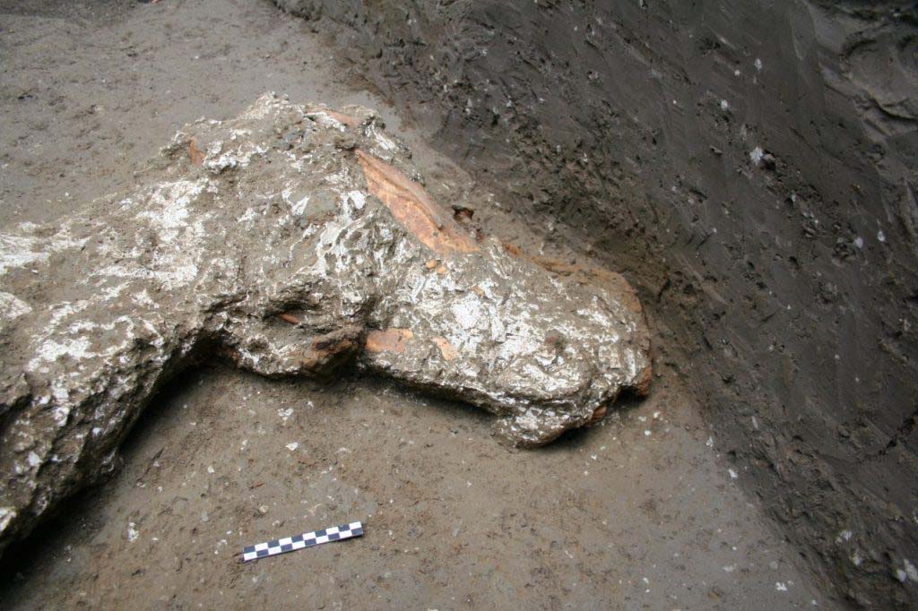 January 2018. Head of the horse of loc. Cività Giuliana.
Gennaio 2018. Testa del cavallo del loc. Cività Giuliana.
Photograph © Parco Archeologico di Pompei.