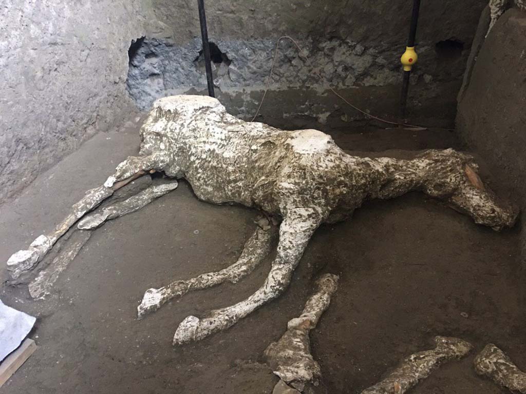 January 2018. Cast of first horse, victim 91, and of the legs of second horse.
Victim 91 is an adult male horse.
The horse was found in the Villa Imperiale in località Civita Giuliana, in the stables (room E).
See Osanna, N., Capurso, A., e Masseroli, S. M., 2021. I Calchi di Pompei da Giuseppe Fiorelli ad oggi: Studi e Ricerche del PAP 46, p. 535-6, Calco n. 91.
Gennaio 2018. Calci del primo cavallo, vittima 91, e delle gambe del secondo cavallo. 
La vittima 91 è un cavallo maschio adulto.
Il cavallo è stato ritrovato nella Villa Imperiale in località Civita Giuliana, nella stalla (ambiente E).
Vedi Osanna, N., Capurso, A., e Masseroli, S. M., 2021. I Calchi di Pompei da Giuseppe Fiorelli ad oggi: Studi e Ricerche del PAP 46, p. 535-6, Calco n. 91.
Photograph © Parco Archeologico di Pompei.