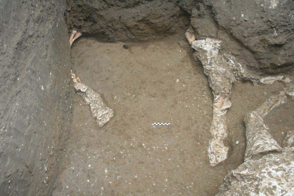 January 2018. Legs of second horse.
Gennaio 2018. Gambe del secondo cavallo.
Photograph © Parco Archeologico di Pompei.
