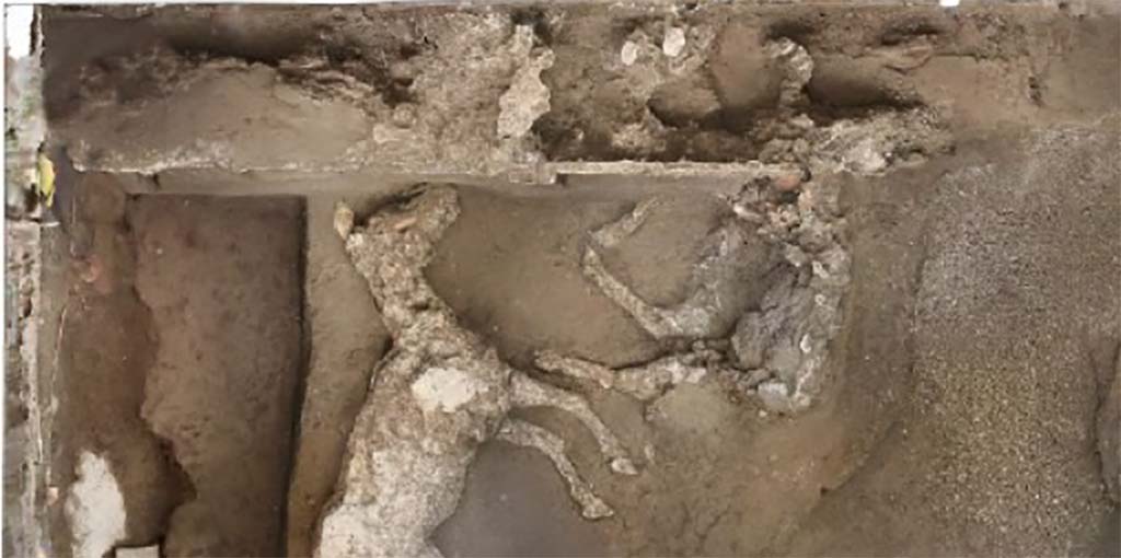 July 2018. The current excavation operations, which began in July, have fully unearthed this room and have identified the remaining part of the second horse.
It is laying on its right side, with the skull resting on the front left leg. 
Presumably tied to the trough, it was unable to struggle free.
Luglio 2018. Le attuali operazioni di scavo, avviate nel mese di luglio, hanno messo in luce integralmente tale ambiente e hanno individuato la parte restante del secondo cavallo.
È disteso sul lato destro, con il cranio appoggiato sulla gamba anteriore sinistra.
Presumibilmente legato alla mangiatoia, non era riuscito a divincolarsi.
Photograph © Parco Archeologico di Pompei.