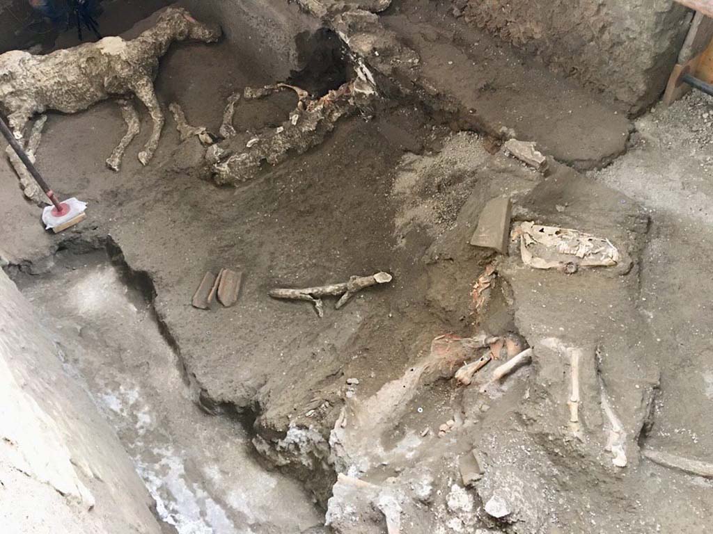 December 2018. The current excavation operations, which began in July, have fully unearthed this room and have identified the remaining part of the second horse and a third equid, along with the remains of an elaborate military harness.
One of the two is laying on its right side, with the skull resting on the front left leg. Presumably tied to the trough, it was unable to struggle and free itself.
The other lies sprawled on its left side, and the iron bite is preserved under the jaw. The digging of the tunnels by the grave-robbers, along with the cementing up of the cavities, made it impossible to create a cast of the third horse.
During the excavation of the body, five bronze finds also came to light. Four heavily reworked conifer-wood finds, coated in bronze lamina and half-moon shaped, were found on the ribs of the rib cage; a fifth object formed of three hooks with rivets connected by a ring to a disc, also in bronze, was recovered from under the belly, near the hind limbs.
The shape of these elements, and comparisons found in literature, suggest that they belong to a particular type of four horned saddle, which consisted of a wooden structure with four horns, two front and two rear, covered with bronze plates which gave stability to the rider, in an era prior to the invention of stirrups. Saddles of this type had been used in the Roman world since the 1st century AD, particularly in military contexts. There were four ring joints for every harness, and they were used to connect various leather straps and lock the saddle in place on the horse's back. Such harnesses were certainly used for military parades.
Other elements which formed part of the 'ornamentation' of the horse can be identified behind the back, where traces of plant fibres suggest the presence of a cloth/mantle. A further cast in the space between the front and hind legs suggests that there was a bag. It is likely that some of the missing harnesses were stolen by the grave robbers.
Dicembre 2018. Le attuali operazioni di scavo, avviate nel mese di luglio, hanno messo in luce integralmente tale ambiente e hanno individuato la parte restante del secondo cavallo e un terzo equide con i resti di una ricca bardatura di tipo militare.
Le attuali operazioni di scavo, avviate nel mese di luglio, hanno messo in luce integralmente tale ambiente e hanno individuato la parte restante del secondo cavallo e un terzo equide con i resti di una ricca bardatura di tipo militare.
Dei due, l'uno giace riverso sul fianco destro, con il cranio ripiegato sulla zampa anteriore sinistra. Presumibilmente legato alla mangiatoia, non era riuscito a divincolarsi.
L'altro giace riverso sul fianco sinistro, e sotto la mandibola conserva il morso in ferro. La realizzazione dei tunnel da parte dei tombaroli e la conseguente cementificazione delle cavità, non hanno permesso di realizzare il calco del terzo cavallo.
Durante la fasi di scavo del corpo sono, inoltre, venuti alla luce cinque reperti bronzei. Sulle coste della gabbia toracica, fortemente rimaneggiate, si sono individuati quattro reperti in legno di conifera rivestiti di lamina bronzea di forma semilunata; un quinto oggetto, sempre in bronzo, è stato recuperato sotto il ventre, in prossimità degli arti anteriori, formato da tre ganci con rivetti collegati da un anello a un disco.
La forma di questi elementi e i confronti in letteratura fanno ipotizzare che appartengano a un tipo particolare di sella definita a quattro corni, formata da una struttura di legno rivestita con quattro corni, due anteriori e due posteriori, ricoperta da placche di bronzo che servivano per dare stabilità al cavaliere, in un periodo in cui non erano state inventate le staffe. Selle di questo tipo sono state utilizzate nel mondo romano a partire dal I secolo d.C. ed in particolare in ambito militare. Le giunzioni ad anello erano quattro per ogni bardatura e servivano a collegare diverse cinghie di cuoio per bloccare la sella sul dorso del cavallo. Si tratta sicuramente di bardature militari da parata. Ulteriori elementi riferibili agli "ornamenta" del cavallo sono documentati dietro la schiena, dove tracce di fibre vegetali lasciano ipotizzare la presenza di un drappo/mantello e nello spazio tra le zampe posteriori ed anteriori, in cui un ulteriore calco suggerisce la presenza di una sacca. E' probabile che parte dei mancanti finimenti siano stati trafugati dai tombaroli.
Photograph © Parco Archeologico di Pompei.