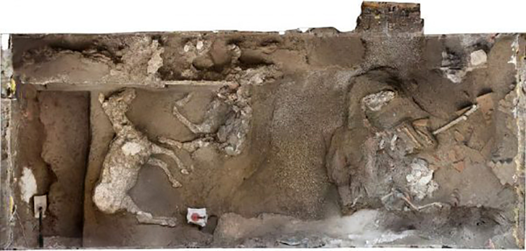 December 2018. Three horses and wooden stall. According to Massimo Osanna "The three horses, perhaps like the first which was discovered and analysed, must have belonged to the 'noblest breed' of display animals, as indicated by their imposing size - likely the result of selective breeding - and the quality of their iron and bronze harnesses. These exceptional discoveries confirm that this was a prestigious estate, with richly frescoed and furnished rooms, and sumptuous sloping terraces facing onto the Gulf of Naples and Capri, as well as an efficient servant's quarter, with a farmyard, oil and wine warehouses and densely cultivated lands, even according to the first investigations of the early twentieth century. In 2019, two million euros from the ordinary finds of the Archaeological Park will be allocated for the expropriation of land and continuation of excavations, with a view to an eventual opening to the public."
Dicembre 2018. Tre cavalli e una mangiatoia lignea. Secondo Massimo Osanna "I tre cavalli, come forse il primo rinvenuto ed analizzato, dovevano far parte della "razza più nobile', animali di rappresentanza, per la loro imponenza dimensionale, probabilmente frutto di accurate selezioni, e per i finimenti di pregio, in ferro e bronzo. Questi eccezionali ritrovamenti confermano che si trattava di una tenuta prestigiosa, con ambienti riccamente affrescati e arredati, sontuose terrazze digradanti che affacciavano sul golfo di Napoli e Capri, oltre ad un efficiente quartiere di servizio, con l'aia, i magazzini per l'olio e per il vino, e ampi terreni fittamente coltivati, anche stando a le prime indagini di inizio Novecento. Nel 2019 saranno stanziati due milioni di euro, dai fondi ordinari del Parco archeologico, per procedere all'esproprio dei terreni e per proseguire le indagini di scavo, al termine delle quali sarà possibile l'apertura al pubblico."
Photograph © Parco Archeologico di Pompei.
