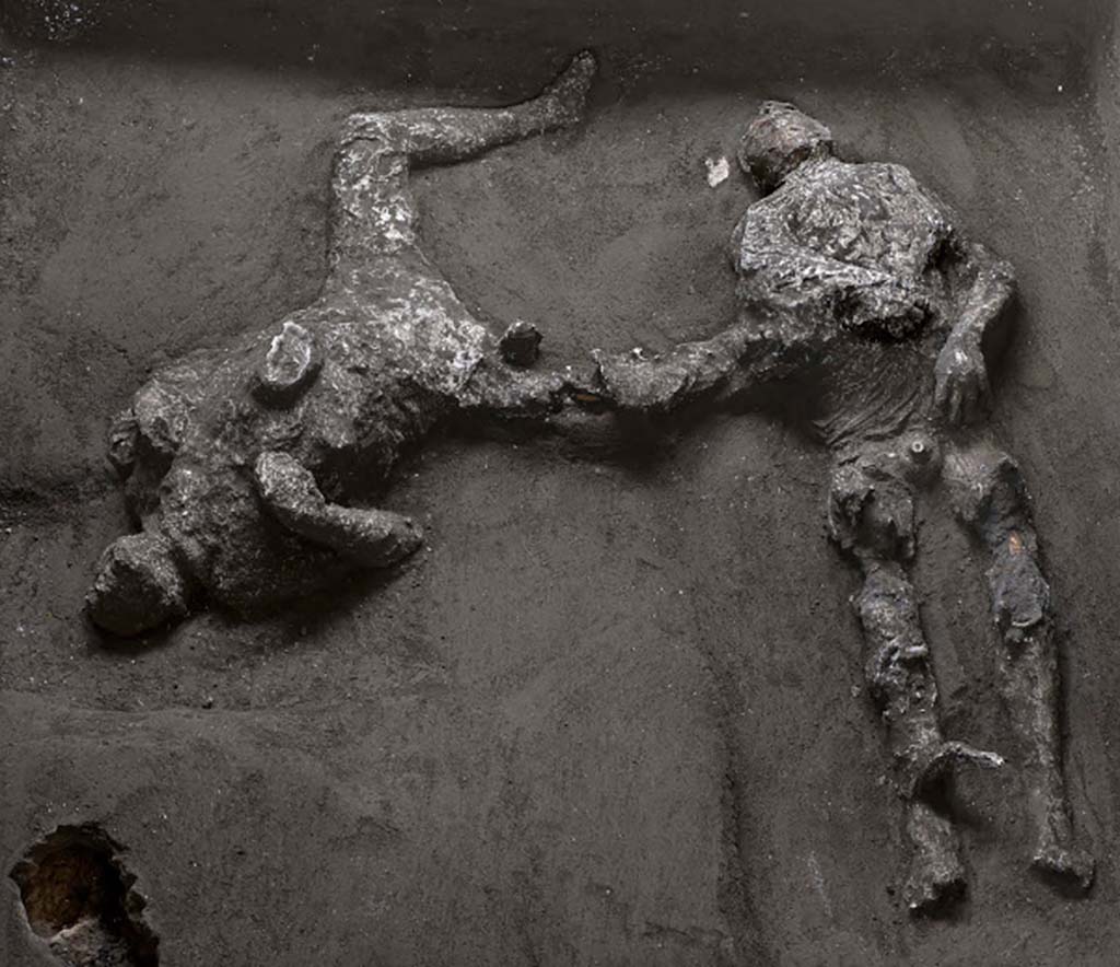 November 2020. The two victims of Cività Giuliana, the latest casts of Pompeii. The bodies were found in a side room of the cryptoporticus. 
Studies revealed that the first victim 92 (on right), with his head tilted, and his teeth and skull visible, was a young man, between 18 and 23/25 years of age, who was approximately 156cm tall.
The robust stature of the second victim 93 (on left), particularly in the thorax area, suggests once again that this is a man, though older than the other victim, aged between 30 and 40 years and approximately 162cm tall.
Roughly 1 metre east of the first victim, and 80cm east of the second, other holes were discovered during excavation works. Here too, plaster was poured in, revealing the presence not of victims but of objects which had perhaps been lost during the escape. Manual exploration of these ‘voids’, and the shape revealed by the plaster casts, revealed that these were heaps of cloth, with large and heavy folds; in particular the heap close to the first victim could be interpreted as a woollen mantle, which the young ‘slave’ had evidently taken with him during the escape.
Novembre 2020. Le due vittime di Civita Giuliana: gli ultimi calchi di Pompei. I corpi sono stati individuati in un vano laterale del criptoportico.
La prima vittima (a destra), con il capo reclinato, denti e ossa del cranio visibili, dai primi studi risulta essere un giovane, fra i 18 e i 23/25 anni, alto circa 156 cm.
La robustezza della vittima (a sinistra), soprattutto a livello del torace, suggerisce che anche in questo caso sia un uomo, più anziano però rispetto all’altra vittima, con un’età compresa tra i 30 e i 40 anni e alto circa 162 cm. 
A 1 m circa ad est dalla prima vittima e a circa 80 cm a est della seconda, nel corso dei lavori di scavo si sono rinvenuti altri fori; anche in questo caso si è colato il gesso rivelando la presenza non di vittime bensì di oggetti, forse persi durante la fuga. L’esplorazione manuale di questi “vuoti”, poi la forma rivelata dal gesso hanno mostrato che si tratta di cumuli di stoffa con grosse e pesanti pieghe; in particolare il cumulo vicino alla vittima 1 sembra essere interpretabile come un mantello in lana, evidentemente portato con se nella fuga dal giovane “schiavo”.
Photograph © Parco Archeologico di Pompei.
