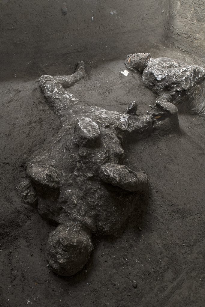 Victim 93. November 2020. Second victim.
The second victim was found in an attitude that was completely different to the first, but which is similar to that found in other plaster casts at Pompeii: the head has fallen backwards into the cinerite, at a lower level than the body, and the plaster cast has outlined the chin, lips and nose, while the skull is preserved. The arms are folded with the hands on the chest, similar to a position seen in other casts, whilst the legs are spread apart with the knees bent. 
The robust stature of the victim, particularly in the thorax area, suggests once again that this is a man, though older than the other victim, aged between 30 and 40 years and approximately 162cm tall.
Vittima 93. Novembre 2020. La seconda vittima.
La seconda vittima ha una posizione completamente differente rispetto alla prima ma attestata in altri calchi a Pompei: il volto è riverso nella cinerite, a un livello più basso del corpo, e il gesso ha delineato con precisione il mento, le labbra e il naso, mentre si conservano le ossa del cranio. Le braccia sono ripiegate con le mani sul petto, secondo una posizione attestata in altri calchi, mentre le gambe sono divaricate e con le ginocchia piegate. 
La robustezza della vittima, soprattutto a livello del torace, suggerisce che anche in questo caso sia un uomo, più anziano però rispetto all’altra vittima, con un’età compresa tra i 30 e i 40 anni e alto circa 162 cm. 
Photograph © Parco Archeologico di Pompei.