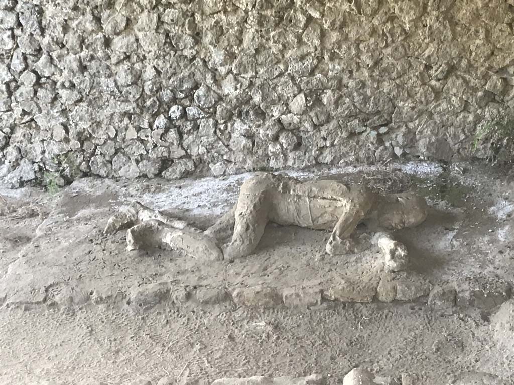 Pompeii, outside Porta Nocera. April 2019. Plaster cast of remains of a second fleeing victim 31 found 16th March 1957. 
There are perhaps traces of belts. Photo courtesy of Rick Bauer.