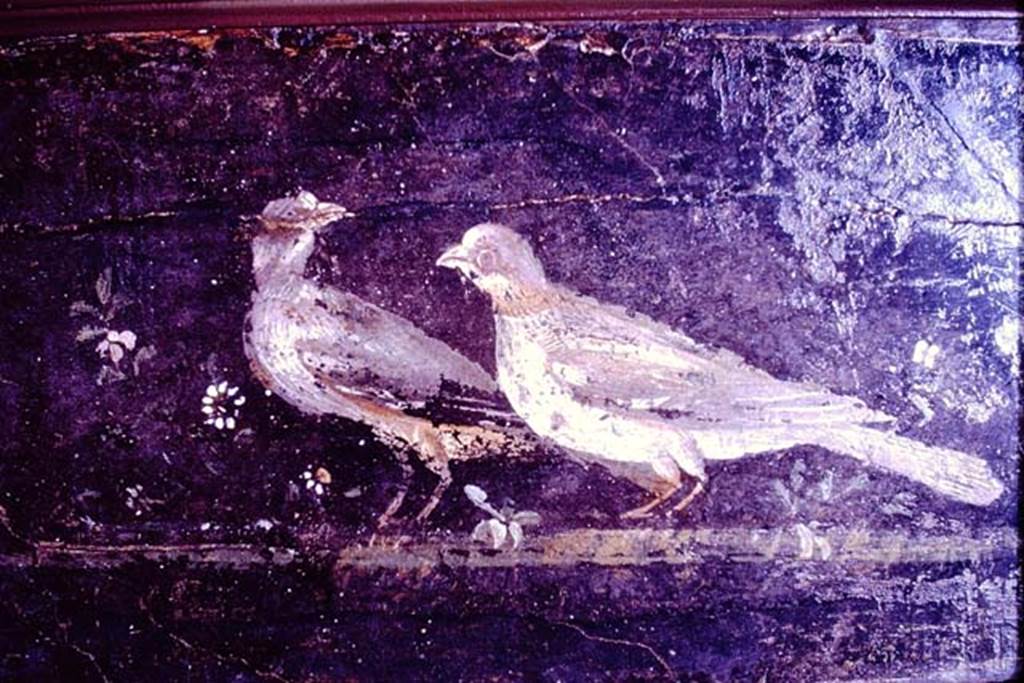 PA.11. Painting of two doves with flowers on a flattish platform. 1966. Photo by Stanley A. Jashemski. From area Vesuviana.
Source: The Wilhelmina and Stanley A. Jashemski archive in the University of Maryland Library, Special Collections (See collection page) and made available under the Creative Commons Attribution-Non Commercial License v.4. See Licence and use details.
J66f0812
Now in Naples Archaeological Museum. Inventory number 8731.