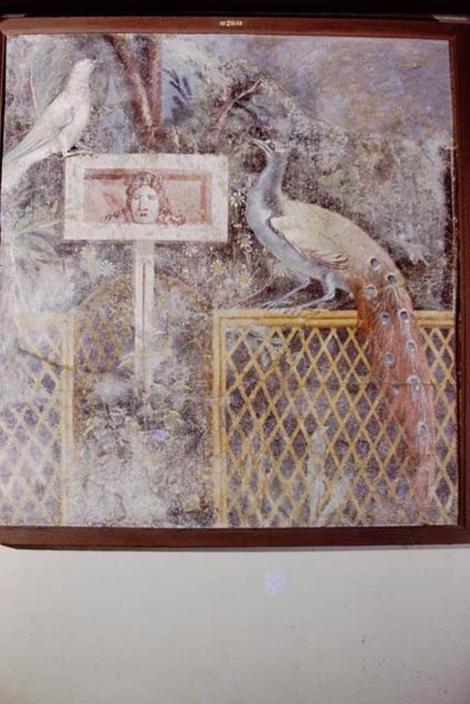 PA.12. Painting of Bird and Peacock in garden painting. 1978. Photo by Stanley A. Jashemski.   
Source: The Wilhelmina and Stanley A. Jashemski archive in the University of Maryland Library, Special Collections (See collection page) and made available under the Creative Commons Attribution-Non Commercial License v.4. See Licence and use details.
J78f0375
From Naples Museum, inventory number 9760, from unknown location.