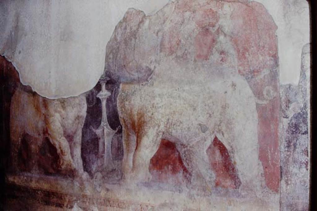 I.6.4 Pompeii, 1968.  Room 11, east wall, wall painting of elephants.  Photo by Stanley A. Jashemski.
Source: The Wilhelmina and Stanley A. Jashemski archive in the University of Maryland Library, Special Collections (See collection page) and made available under the Creative Commons Attribution-Non Commercial License v.4. See Licence and use details.
J68f0469