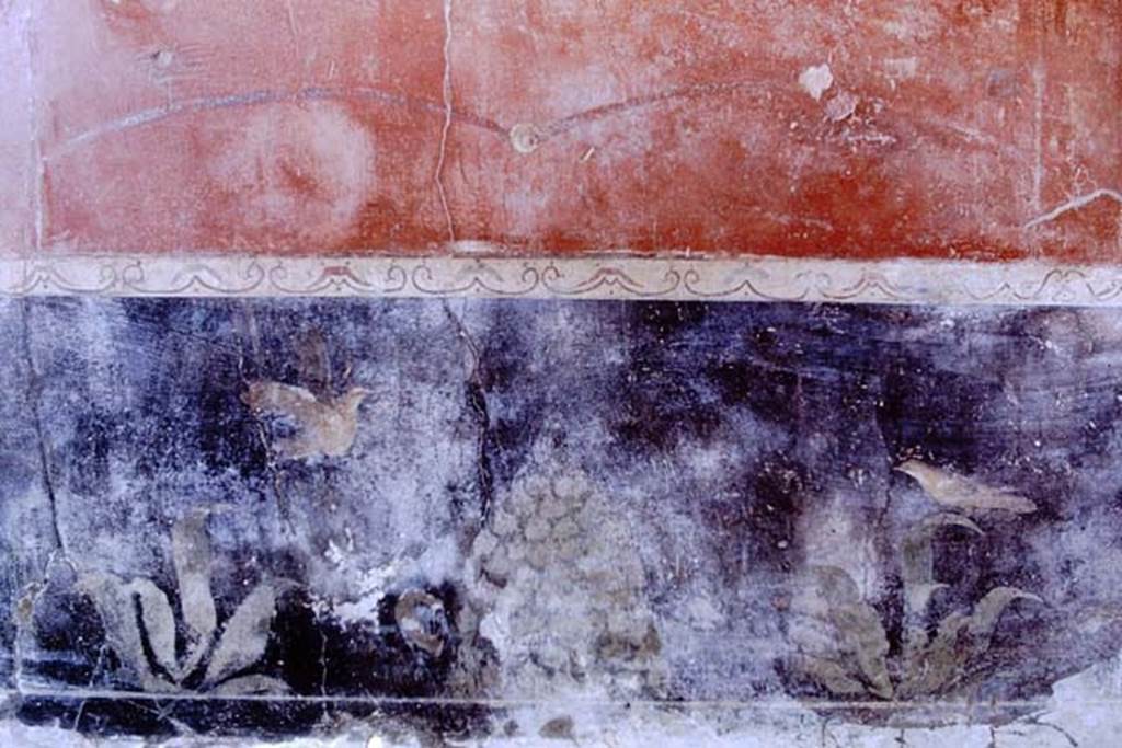 I.6.7 Pompeii. 1968. Detail from zoccolo in centre of north wall of oecus to east of atrium.  On the black zoccolo were two painted birds, an omphalos of ivy, and painted plants. Photo by Stanley A. Jashemski.
Source: The Wilhelmina and Stanley A. Jashemski archive in the University of Maryland Library, Special Collections (See collection page) and made available under the Creative Commons Attribution-Non Commercial License v.4. See Licence and use details. J68f0648