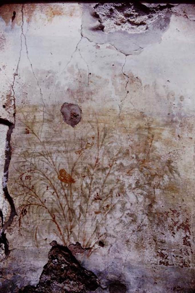 I.6.13 Pompeii. 1964. Detail from north wall showing a bush, an owl, and another bird, higher and to the right of the owl. Photo by Stanley A. Jashemski.
Source: The Wilhelmina and Stanley A. Jashemski archive in the University of Maryland Library, Special Collections (See collection page) and made available under the Creative Commons Attribution-Non Commercial License v.4. See Licence and use details.
J64f1204