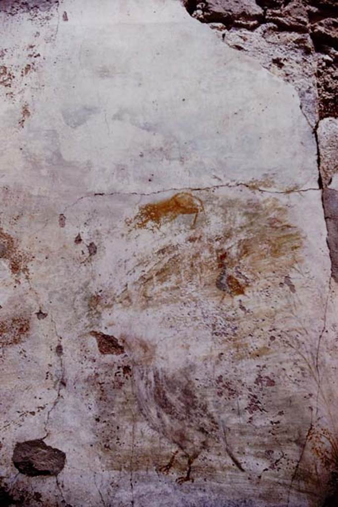 I.6.13 Pompeii. 1964. Detail from north wall. Photo by Stanley A. Jashemski.
Source: The Wilhelmina and Stanley A. Jashemski archive in the University of Maryland Library, Special Collections (See collection page) and made available under the Creative Commons Attribution-Non Commercial License v.4. See Licence and use details.
J64f1199