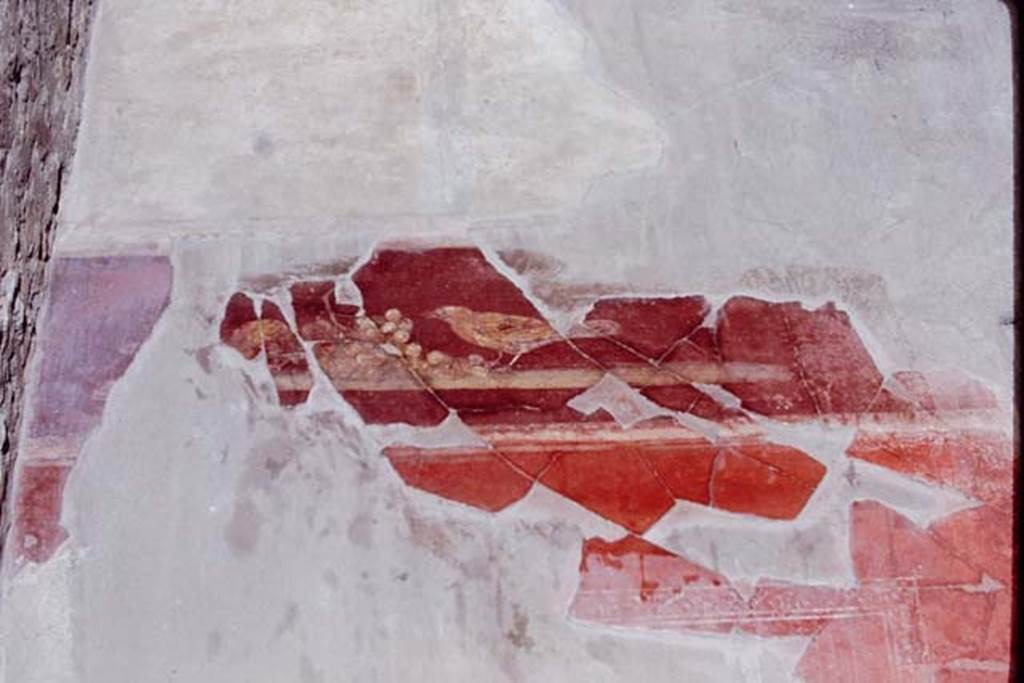 I.7.1 Pompeii, 1968. Red frieze from west side of north wall of atrium, with painted bird and fruit. 
The frieze was to the west (left) of the doorway in the photo above, at the height of the doorway.
Photo by Stanley A. Jashemski.
Source: The Wilhelmina and Stanley A. Jashemski archive in the University of Maryland Library, Special Collections (See collection page) and made available under the Creative Commons Attribution-Non Commercial License v.4. See Licence and use details.
J68f0453
