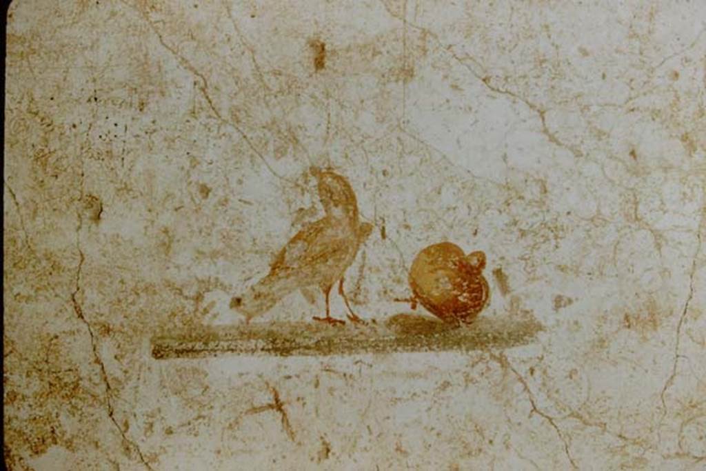 I.7.5 Pompeii. 1957. Painting of bird with fruit from west end of north wall of cubiculum.
Photo by Stanley A. Jashemski.
Source: The Wilhelmina and Stanley A. Jashemski archive in the University of Maryland Library, Special Collections (See collection page) and made available under the Creative Commons Attribution-Non Commercial License v.4. See Licence and use details.
J57f0236