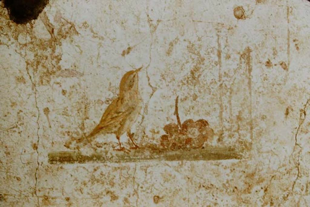 I.7.5 Pompeii. 1957. Painting of bird with fruit from north end of east wall of cubiculum.
Photo by Stanley A. Jashemski.
Source: The Wilhelmina and Stanley A. Jashemski archive in the University of Maryland Library, Special Collections (See collection page) and made available under the Creative Commons Attribution-Non Commercial License v.4. See Licence and use details.
J57f0238