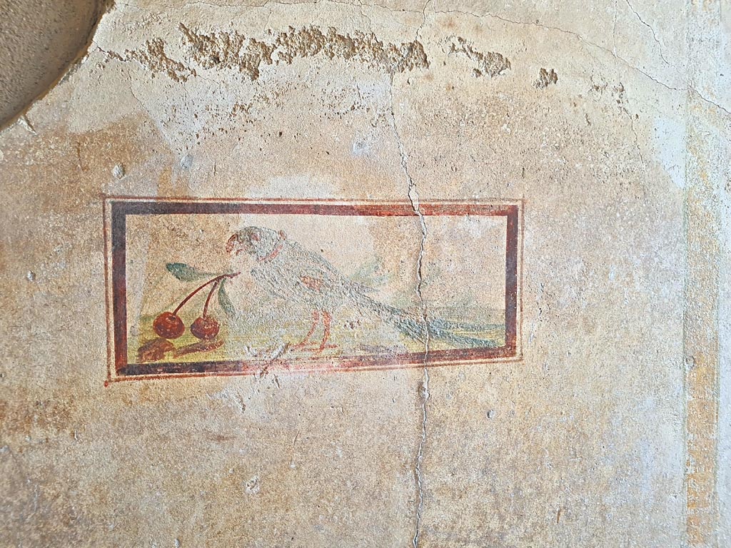 .7.11 Pompeii. March 2024.
Wall painting of bird with cherry from north end of west wall of cubiculum. Photo courtesy of Giuseppe Ciaramella.