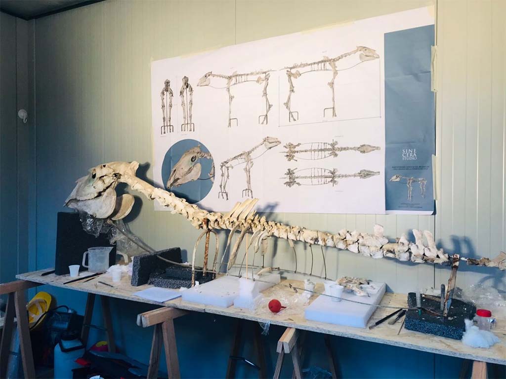 I.8.12 Pompeii. 2022. Skeleton of the horse in the laboratory. Photograph © Parco Archeologico di Pompei.
The Archaeological Park of Pompeii has undertaken its restoration together with a plan for a new display which will allow it to be properly valorised.
The working methodology began with a laser scan of the horse, in order to create a 3D model and subsequently allow the various pieces to be disassembled, prior to restoration, cleaning and consolidation in the laboratory.
At a later stage, there will be an evaluation regarding which missing parts it would be best to reprint by means of a 3D scan. The entire find will be reassembled in a more scientifically correct position, with a new structure and materials, suitable for the microclimate and therefore able to ensure the necessary conditions for the protection of the horse. 
A tactile 3D model for the benefit of the visually impaired will also be prepared that can be touched, along with a differentiation between those parts which have been preserved and those which will be reconstructed, in order to assist in understanding the history of this horse, from its discovery to its restoration, together with an explanation in Braille.
“This is a multidisciplinary intervention, which sees restorers and archaeologists working together, supported in every phase of the operation by an archaeozoologist, in order to conduct a true scientific study of the horse, not addressed in the days of Maiuri, which will be able to yield further and important information on the kinds of animals which were used at Pompeii and on their characteristics.” - emphasises Director of the Park Gabriel Zuchtriegel - “The project of valorising the find within its new display will also make it available to all visitors, with a view to maximum  accessibility and inclusivity, and raise awareness of the restoration work conducted at the Park”.
See http://pompeiisites.org/en/comunicati/the-restoration-of-maiuris-horse/
Vedi http://pompeiisites.org/comunicati/il-restauro-del-cavallo-di-maiuri/