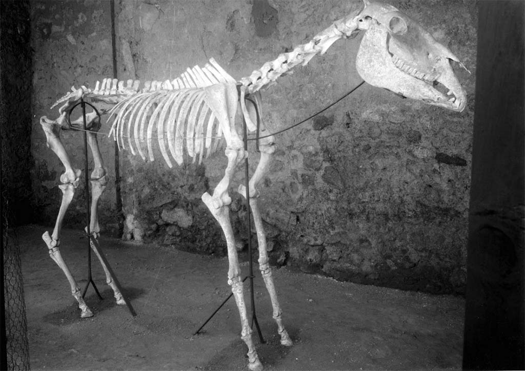 I.8.12 Pompeii. 1941-2. Photograph © Parco Archeologico di Pompei.
The skeleton of a horse standing 1.34 metres at the withers, which was used for the transport of goods by towing, was discovered by Amedeo Maiuri in 1938 during the excavation of an area to the south of Via dell’Abbondanza. In what was later identified as a stable, a square masonry structure, which was probably a manger, was uncovered first and then a little further on the skull, neck and part of the spine of the horse emerged from the lapilli, before, further down, the rest of the body as well as other organic remains (straw) followed.
Maiuri left the finds in situ - according to the ‘open-air musealisation’ policy, which had already been tested in earlier decades by Superintendent Vittorio Spinazzola - repositioning the horse back onto its feet upon a metal armature, covered by a canopy. Over the course of the decades however, this horse was all but abandoned, and suffered progressive decay. The metal armature itself caused damage to the skeleton too, due to oxidisation which caused the colour of the bones to deteriorate.
For this reason, on 31 December 2021, the Archaeological Park of Pompeii has undertaken its restoration together with a plan for a new display which will allow it to be properly valorised.
See http://pompeiisites.org/en/comunicati/the-restoration-of-maiuris-horse/
Vedi http://pompeiisites.org/comunicati/il-restauro-del-cavallo-di-maiuri/
