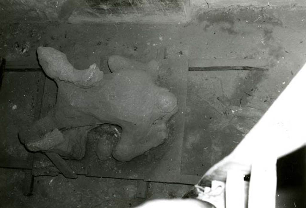 I.8.17 Pompeii. 1968. Casa dei Quattro Stili, cubiculum NE of atrium, cast of corpse from above.  
(This photograph is not necessarily from Room 10, but we have included all the photos of the casts together).
Photo courtesy of Anne Laidlaw.
American Academy in Rome, Photographic Archive. Laidlaw collection _P_68_14_25.