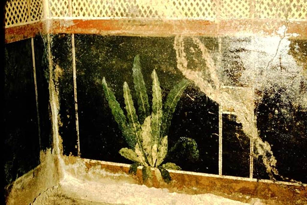 I.9.5 Pompeii. 1957. Room 5, painted plant at north end of east wall of zoccolo (lower plinth) of cubiculum. Photo by Stanley A. Jashemski.
Source: The Wilhelmina and Stanley A. Jashemski archive in the University of Maryland Library, Special Collections (See collection page) and made available under the Creative Commons Attribution-Non Commercial License v.4. See Licence and use details.
J57f0217
