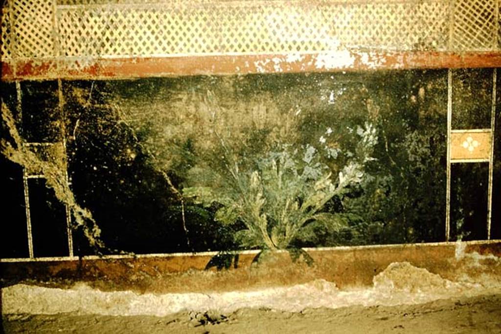 I.9.5 Pompeii. 1957. Room 5, painted plant in centre of zoccolo of east wall of cubiculum.  
Photo by Stanley A. Jashemski.
Source: The Wilhelmina and Stanley A. Jashemski archive in the University of Maryland Library, Special Collections (See collection page) and made available under the Creative Commons Attribution-Non Commercial License v.4. See Licence and use details.
J57f0218