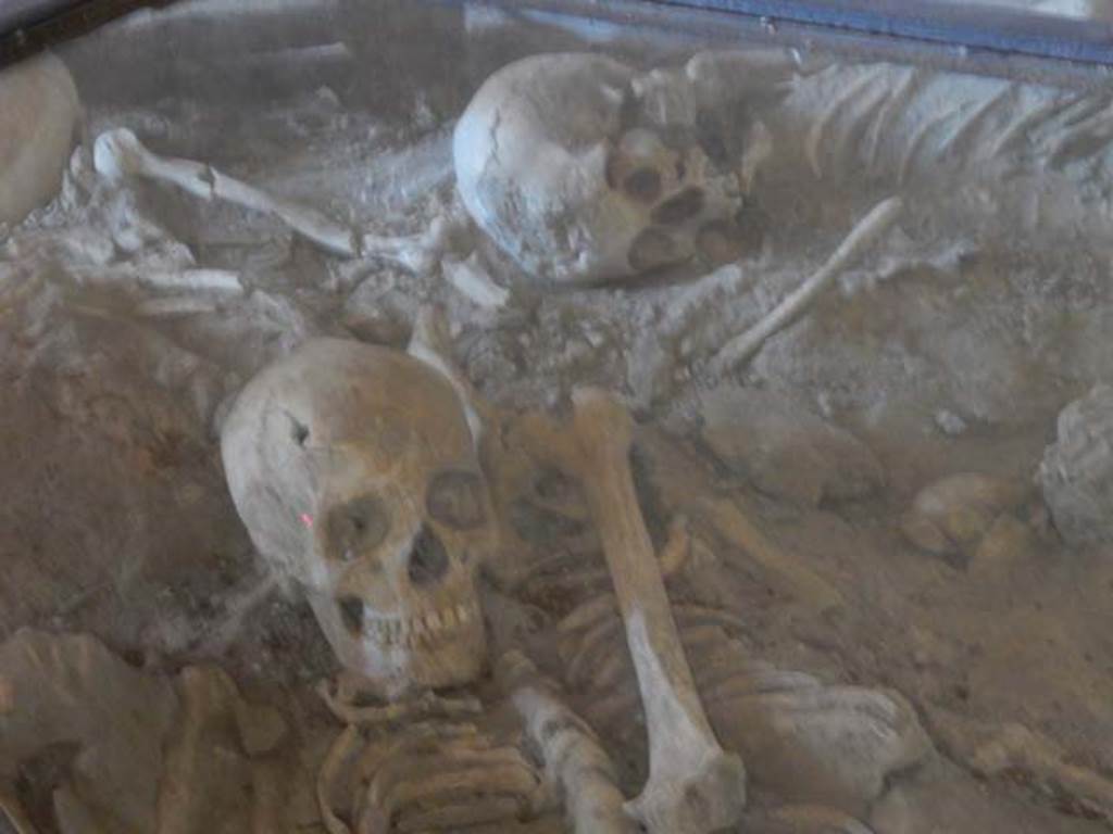 I.10.4 Pompeii. May 2017. Room 19, detail of skeletons in glass case. Photo courtesy of Buzz Ferebee.