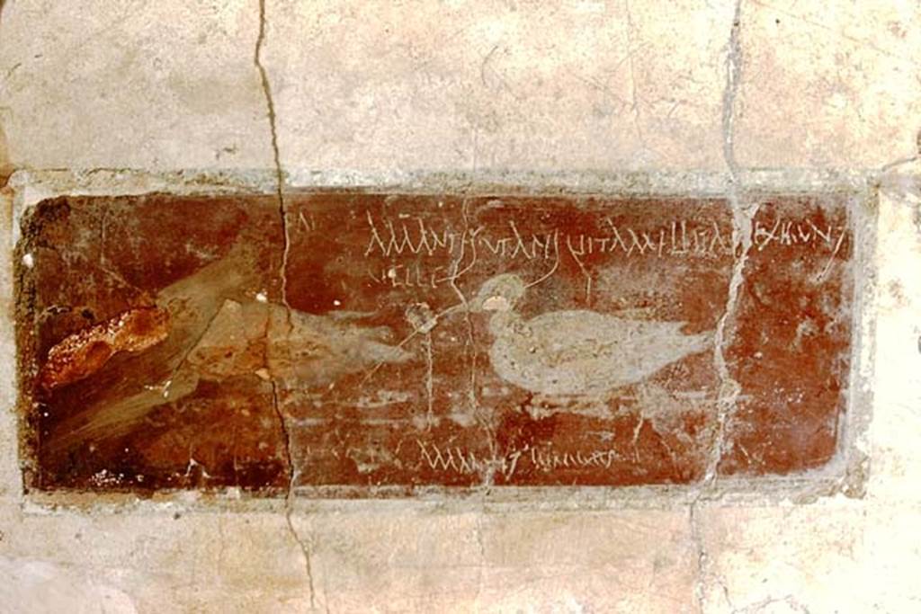 I.10.11 Pompeii. 1959. Room 10, east wall of peristyle, on south side of doorway to room 13.  Painting of ducks with graffito.  CIL IV 8408 a-c.
“Amantes ut apes vitam melitam exigent.” (Lovers, like bees, make life as sweet as honey).
Photo by Stanley A. Jashemski.
Source: The Wilhelmina and Stanley A. Jashemski archive in the University of Maryland Library, Special Collections (See collection page) and made available under the Creative Commons Attribution-Non Commercial License v.4. See Licence and use details.
J59f0292