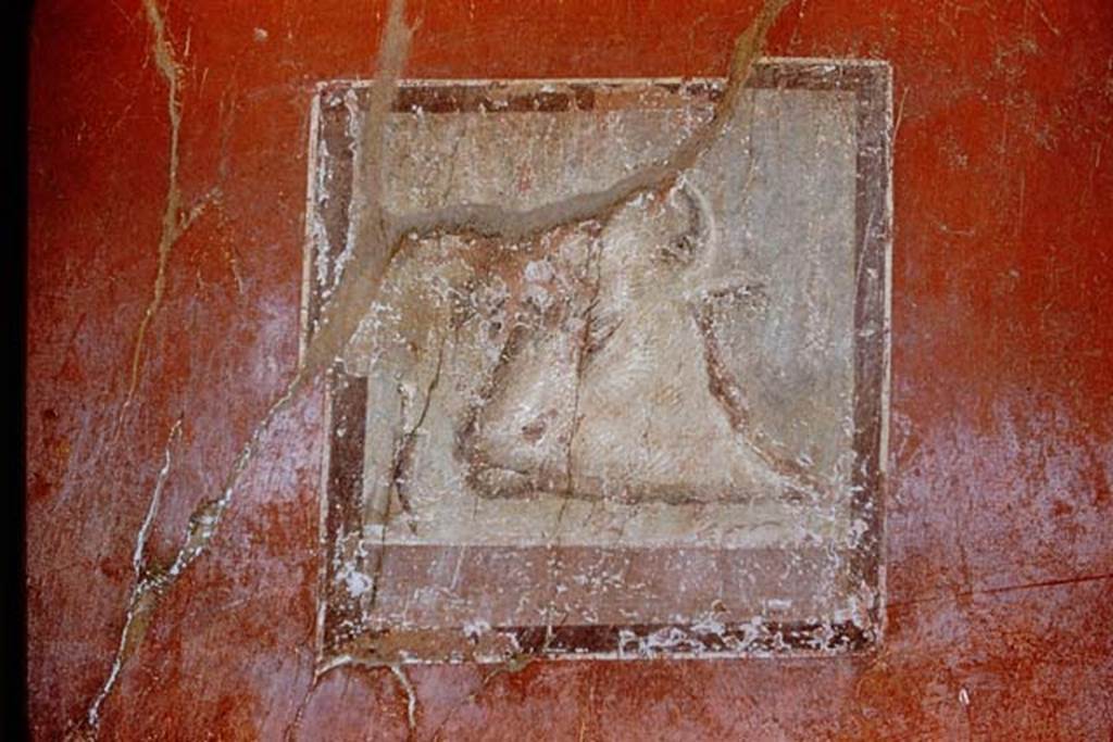 I.10.11 Pompeii. 1959. Room 2, atrium wall to left of doorway to room 3. Still-life of a head of a calf.  Photo by Stanley A. Jashemski.
Source: The Wilhelmina and Stanley A. Jashemski archive in the University of Maryland Library, Special Collections (See collection page) and made available under the Creative Commons Attribution-Non Commercial License v.4. See Licence and use details.
J59f0283