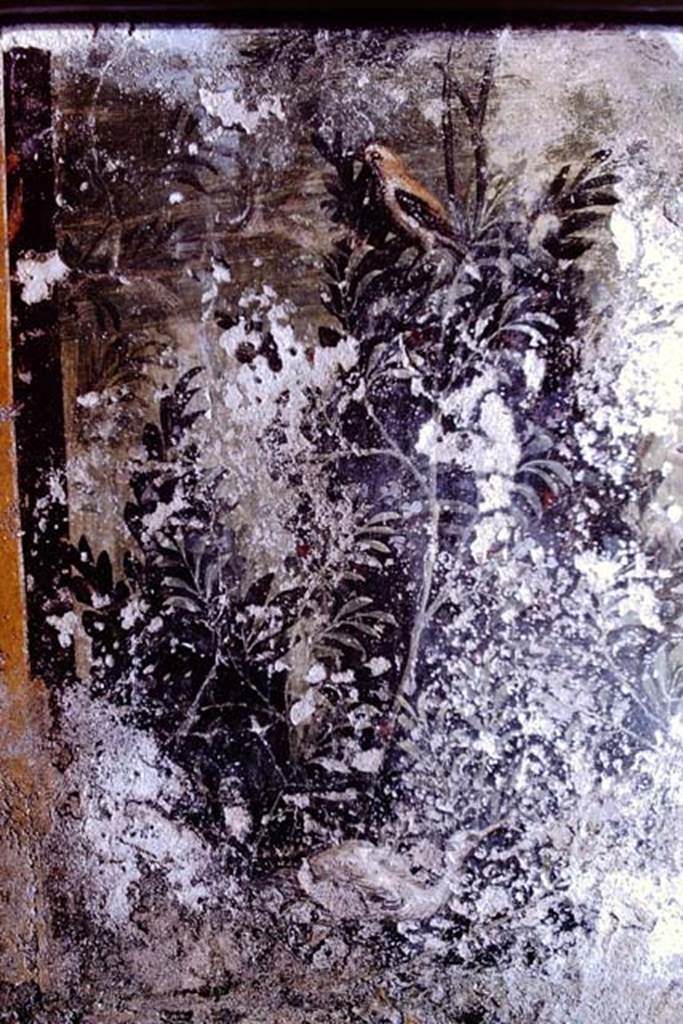I.11.6 Pompeii. 1972. Room 6, detail from south end of west wall of garden area.  Photo by Stanley A. Jashemski. 
Source: The Wilhelmina and Stanley A. Jashemski archive in the University of Maryland Library, Special Collections (See collection page) and made available under the Creative Commons Attribution-Non Commercial License v.4. See Licence and use details. J72f0491