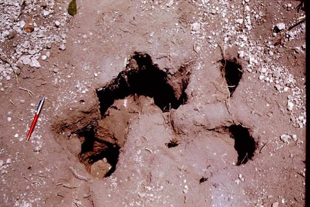 I.11.10 Pompeii. 1964. Dug out root cavity. Photo by Stanley A. Jashemski.
Source: The Wilhelmina and Stanley A. Jashemski archive in the University of Maryland Library, Special Collections (See collection page) and made available under the Creative Commons Attribution-Non Commercial License v.4. See Licence and use details.
J64f1567
