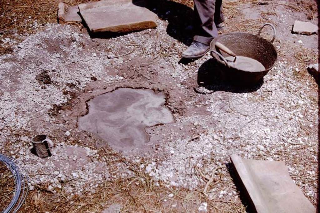 I.11.10 Pompeii. 1964. Full root cavity.  Photo by Stanley A. Jashemski.
Source: The Wilhelmina and Stanley A. Jashemski archive in the University of Maryland Library, Special Collections (See collection page) and made available under the Creative Commons Attribution-Non Commercial License v.4. See Licence and use details.
J64f1695