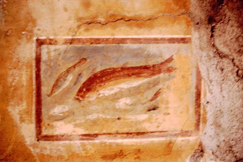 I.11.11 Pompeii. 1964. Painted panel with fish from north wall.   Photo by Stanley A. Jashemski.
Source: The Wilhelmina and Stanley A. Jashemski archive in the University of Maryland Library, Special Collections (See collection page) and made available under the Creative Commons Attribution-Non Commercial License v.4. See Licence and use details.
J64f1790