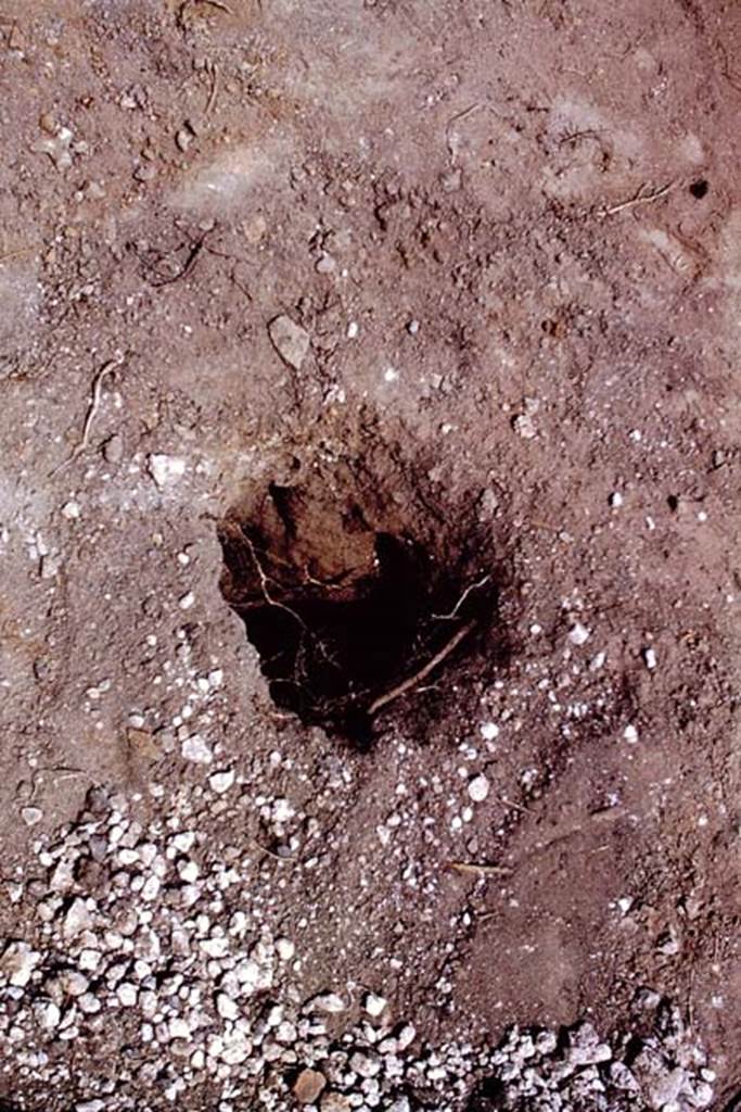 I.11.14 Pompeii. 1966. Root cavity. Photo by Stanley A. Jashemski.
Source: The Wilhelmina and Stanley A. Jashemski archive in the University of Maryland Library, Special Collections (See collection page) and made available under the Creative Commons Attribution-Non Commercial License v.4. See Licence and use details.
J66f0515