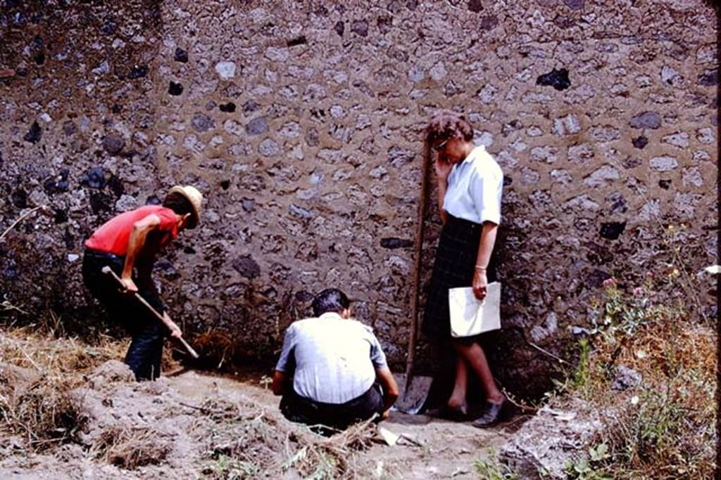 I.11.14 Pompeii. 1966. Starting to clear and excavating near the east wall. As they continued their excavations, they found most of the garden had been overgrown with large  bushes, which had destroyed the ancient root cavities. So they returned to one of the other garden areas. Photo by Stanley A. Jashemski.
Source: The Wilhelmina and Stanley A. Jashemski archive in the University of Maryland Library, Special Collections (See collection page) and made available under the Creative Commons Attribution-Non Commercial License v.4. See Licence and use details.
J66f0509