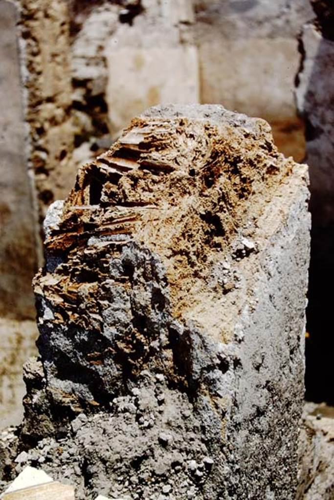 I.12.16 Pompeii. 1961. Remains of donkey bones in the lapilli. Photo by Stanley A. Jashemski.  
Source: The Wilhelmina and Stanley A. Jashemski archive in the University of Maryland Library, Special Collections (See collection page) and made available under the Creative Commons Attribution-Non Commercial License v.4. See Licence and use details.
J61f0234