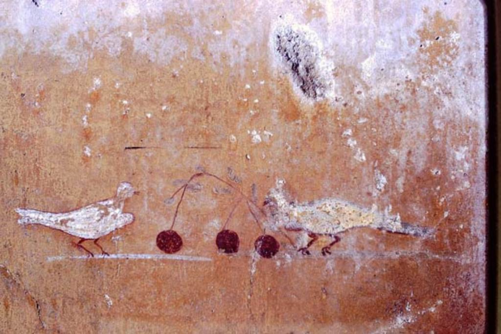 I.13.11 Pompeii, 1968. Detail of vignettes of doves with cherries, from south end of painted panel on west wall.  Photo by Stanley A. Jashemski.
Source: The Wilhelmina and Stanley A. Jashemski archive in the University of Maryland Library, Special Collections (See collection page) and made available under the Creative Commons Attribution-Non Commercial License v.4. See Licence and use details. J68f1995
(Note: on the original Jashemski slides, there is no identification mark for the three photos, J68f1993-4-5).