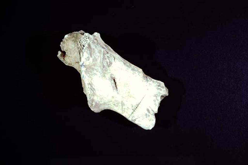 1.14.2, Pompeii. 1974. Bone with “cleaver” marks. Photo by Stanley A. Jashemski.   
Source: The Wilhelmina and Stanley A. Jashemski archive in the University of Maryland Library, Special Collections (See collection page) and made available under the Creative Commons Attribution-Non-Commercial License v.4. See Licence and use details.
J74f0476
According to Wilhelmina, “Between the round table and the triclinium, we uncovered detailed evidence of the last meals enjoyed under this vine-covered arbour, etc. …… There were however, a number of large bones identified as domestic cow and wild boar or pig, which indicated that more desirable food had also been enjoyed; the cleaver marks on the bones showed that they had been split to obtain the marrow, an ancient delicacy.” 
“Both in the backfill and buried at the base of the large limestone block in the south-west part of the garden, more bones of cow, wild boar or pig, and also of sheep or goat, as well as various shells were found.”
See Jashemski, W. F., 1979. The Gardens of Pompeii, vol.1. New York: Caratzas. (p.95-96).